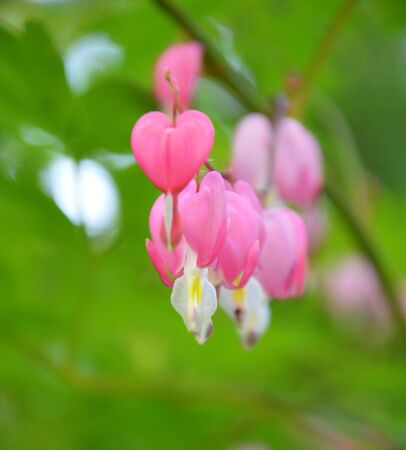 pink flowers of summer, dicentra. broken heart - flowerの写真素材