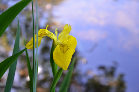 Plant and water. Flower of yellow Iris.の写真素材