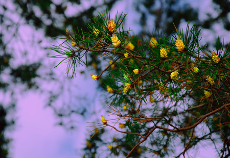 pine tree in forest, flowering of coniferousの写真素材