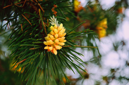 pine tree in forest, flowering of coniferousの写真素材