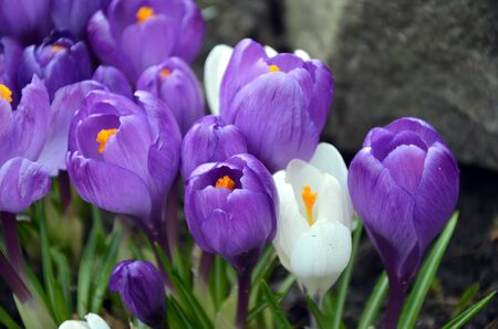 Crocus. Spring bloomingの写真素材