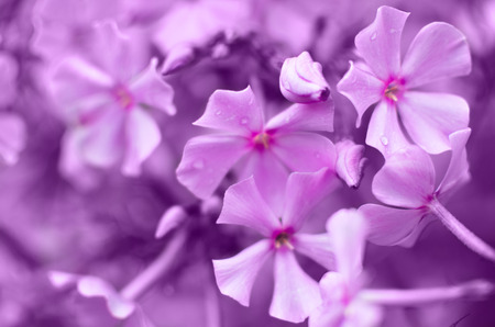 toned image of flower, summer vegetation in non-standard colorsの写真素材
