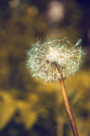 toned image of plant, summer vegetation in non-standard colorsの写真素材