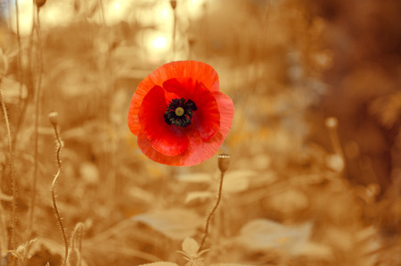 toned image of flower, summer vegetation in non-standard colorsの写真素材