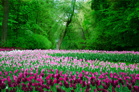 large field of tulips in the old parkの写真素材