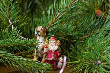Santa Claus, dog and pine branchの写真素材