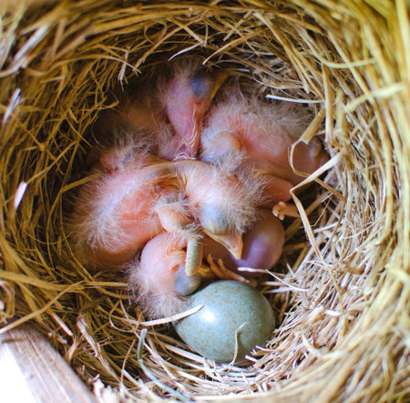 sleeping Blackbird Chicks in the nest