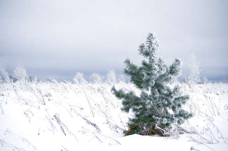 frosted young pine tree in the fieldの写真素材