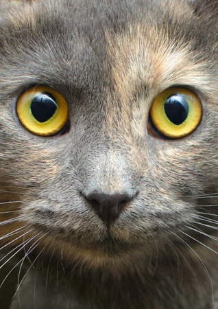 portrait of a gray cat with yellow eyes closeupの写真素材