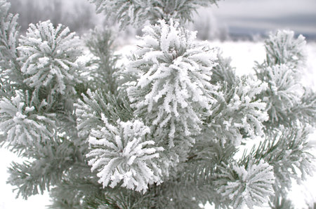 frozen pine branch covered with hoarfrostの写真素材