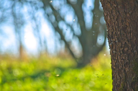trunk of an old tree and blurred backgroundの写真素材