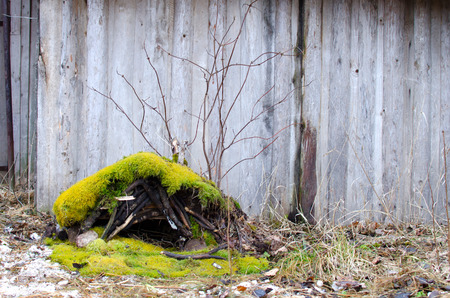 house for hedgehog around the old wooden wall in the gardenの写真素材