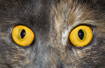 Yellow cat's eye closeupの写真素材