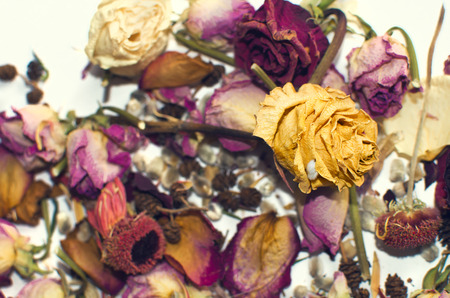 dry rose flowers and petals on white backgroundの写真素材