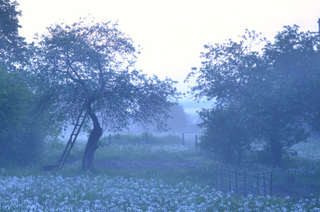 Apple tree in the morning mist in the old gardenの写真素材
