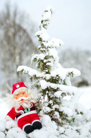 toy Santa Claus sitting on snow covered branches of the juniperの写真素材