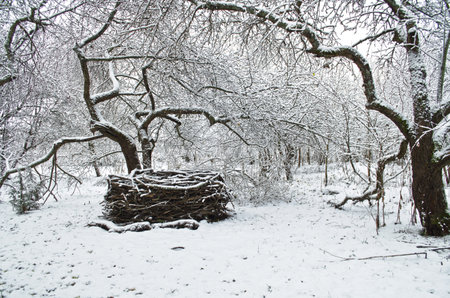 nest of twigs in the winter garden