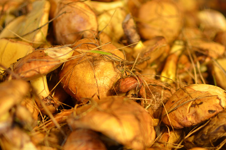 lots of fresh mushrooms close-upの写真素材