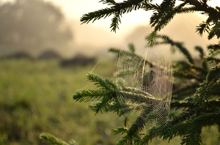spruce branch covered with cobwebs summer morning in the light of the rising sunの写真素材