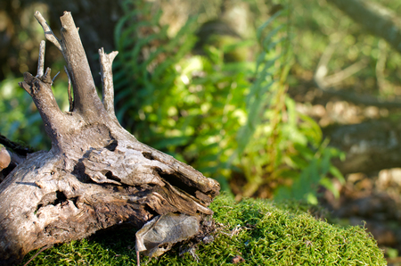 old branchy driftwood in the green wild forestの写真素材