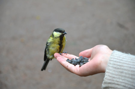 small tit sitting on a woman's hand looks closely at the treat of seeds