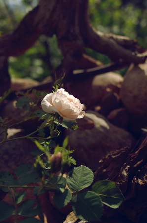 rose rose flower in the garden close-upの写真素材