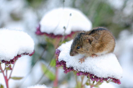 first snow and a small mouse sitting on the inflorescence of the stonecrop