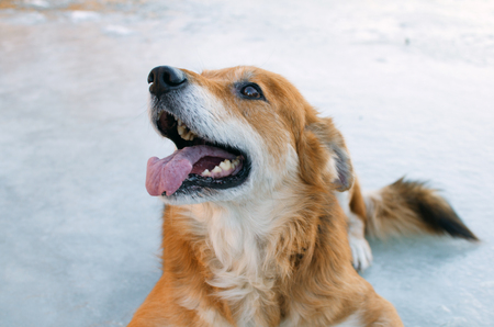 portrait of a dog with reddish-gold hair and protruding tongueの写真素材