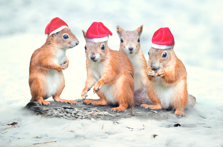 four Santa Claus squirrels - Christmas collageの写真素材