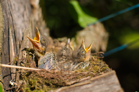 Chicks wild birds squeak and ask there rasseva the bill is sitting in the nest close-upの写真素材