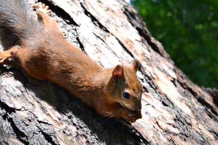 little red squirrel sitting on the trunk of an old tree is gnawing somethingの写真素材