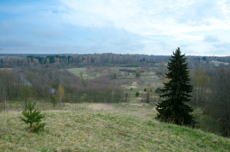 huge spruce and small pine growing on the hillの写真素材