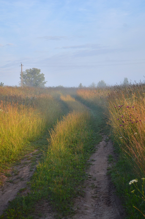 country road between the summer grasses goes awayの写真素材