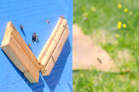 bees fly gathering honey and hiveの写真素材