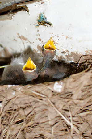 grey baby swallows sitting in the nestの写真素材