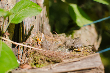 Chicks of wild birds in the nest attached to the trunk of an old tree in the gardenの写真素材