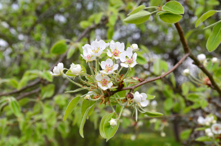 flowering branch of pear trees in spring gardenの写真素材