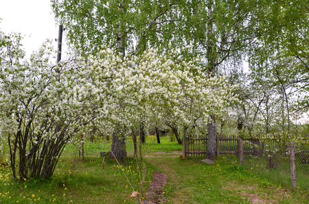 flowering branches of the Irga in the spring gardenの写真素材