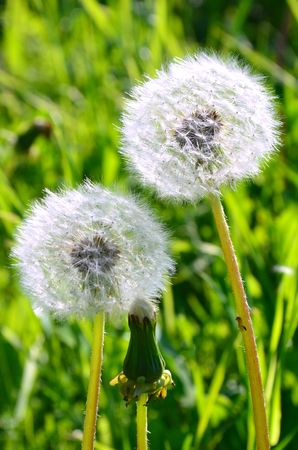 two florets of a dandelion with fluffy ripened seedsの写真素材