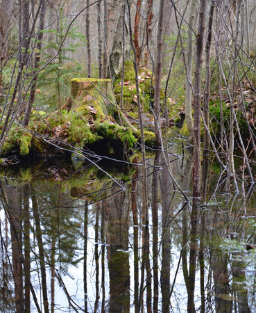 old mossy stump and puddles in the spring forestの写真素材