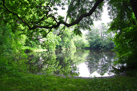 small forest lake on a Sunny summer dayの写真素材