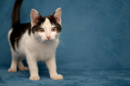 spotted black and white kitten on a blue backgroundの写真素材