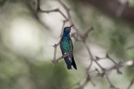 Broad-billed  Hummingbird sitting on thorny branch.の写真素材