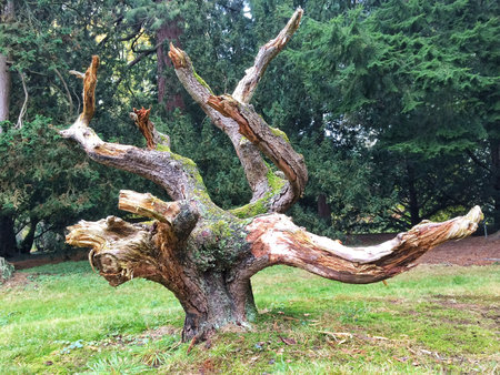 Dead tree in the forest