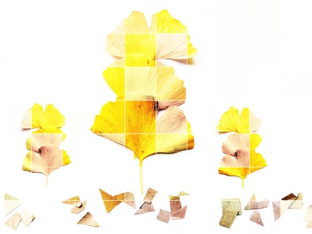 ginkgo biloba leaves isolated on white backgroundの写真素材