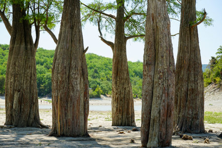 Large trees with thick, irregularly shaped trunks. Rare relict cypress trees growing in a mountain...