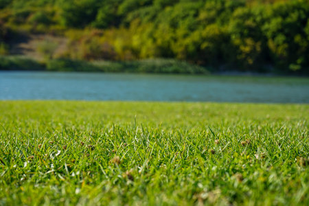beautiful green mowed lawn and trees by the lake for a pleasant stay for families with children and...