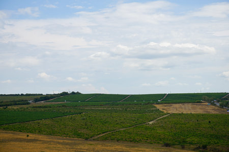 beautiful view of green vineyards, road, hills with trees and blue sky with clouds