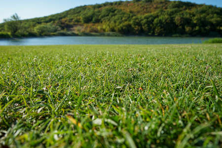 beautiful green mowed lawn and trees by the lake for a pleasant stay for families with children and people with disabilities. Convenient place for picnic, sports, yoga and recuperationの写真素材