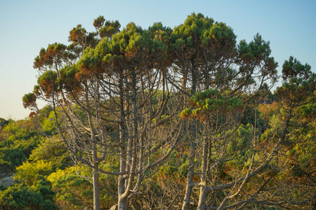 beautiful juniper of unusual shape on the rocky cliff of the reserve at sunset